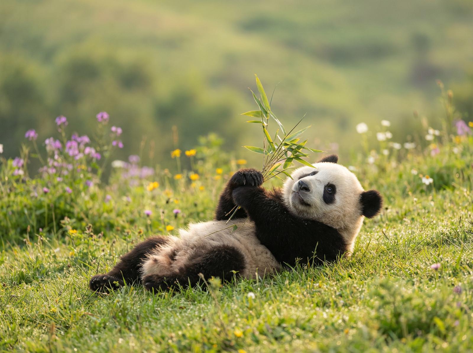 福利导航熊猫视频