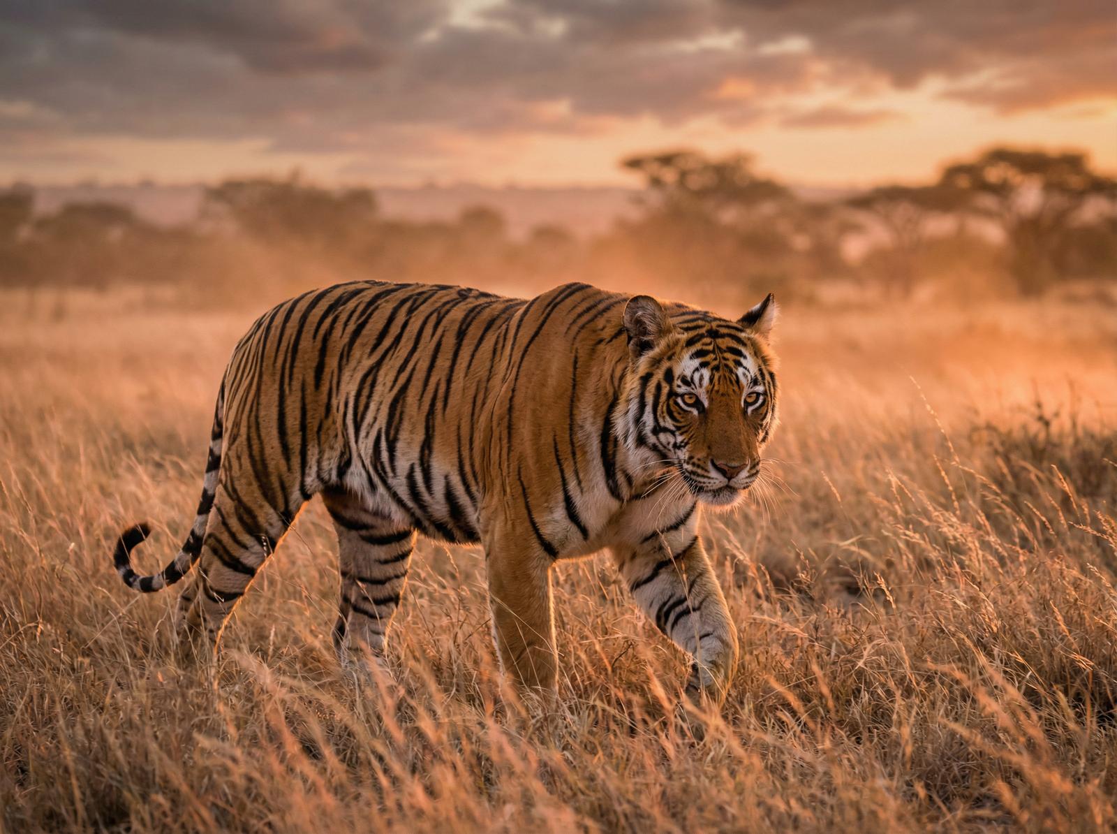 福利导航老虎写真视频
